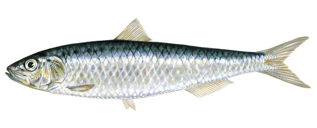 Sardina pilchardus