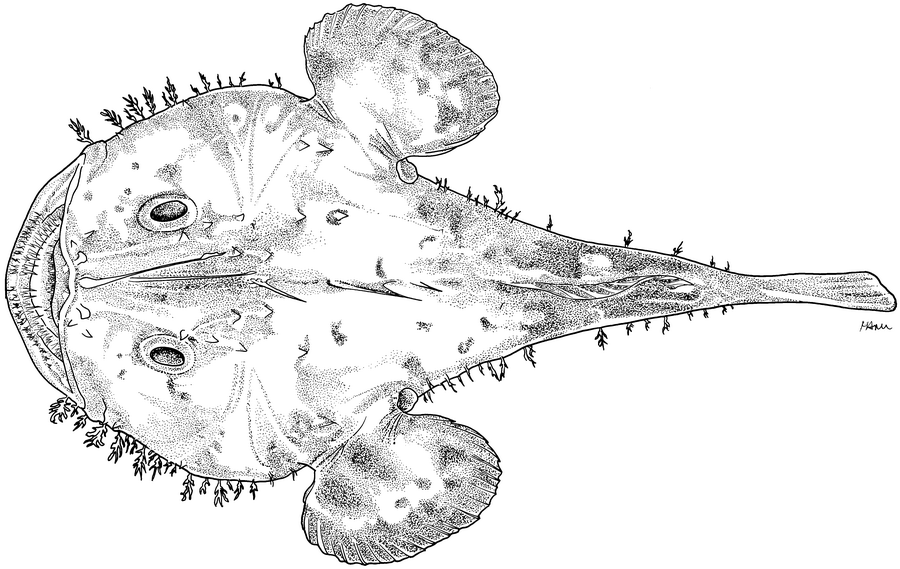 Lophius americanus