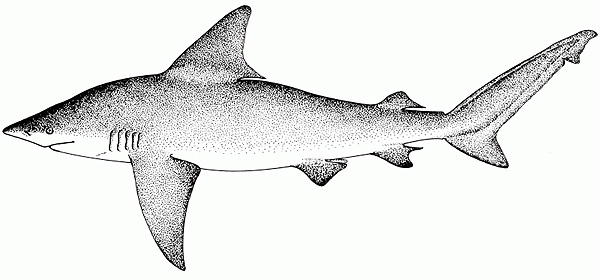 Carcharhinus plumbeus