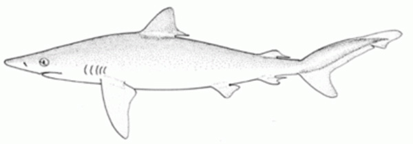 Carcharhinus signatus