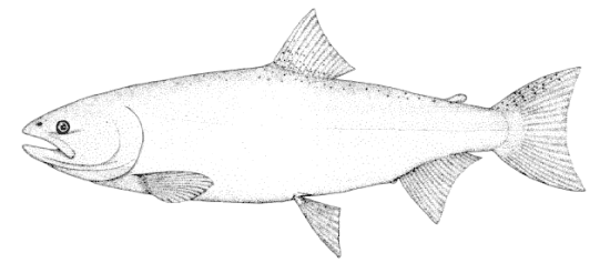 Oncorhynchus tshawytscha