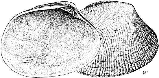 Ruditapes philippinarum