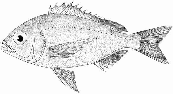 Dentex macrophthalmus