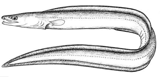 Muraenesox cinereus