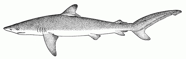 Carcharhinus falciformis