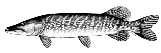 Esox lucius