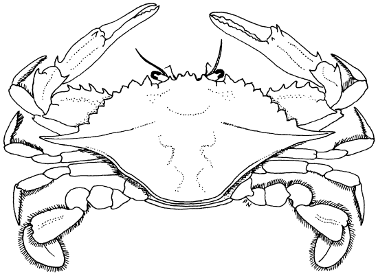 Portunus trituberculatus