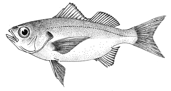 Brachydeuterus auritus