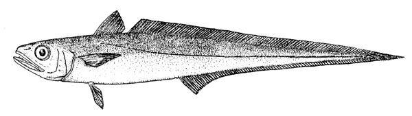 Macruronus magellanicus