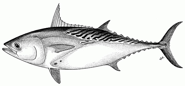 Euthynnus affinis