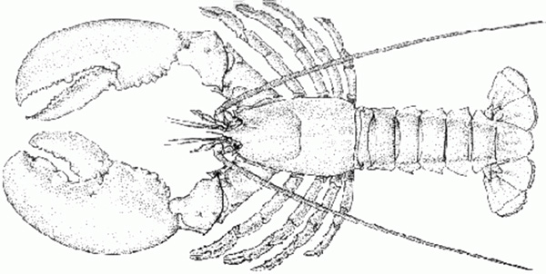 Homarus americanus