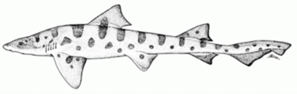 Triakis semifasciata