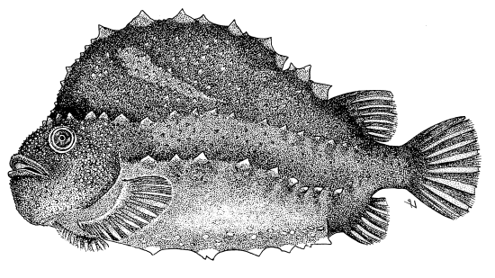 Cyclopterus lumpus