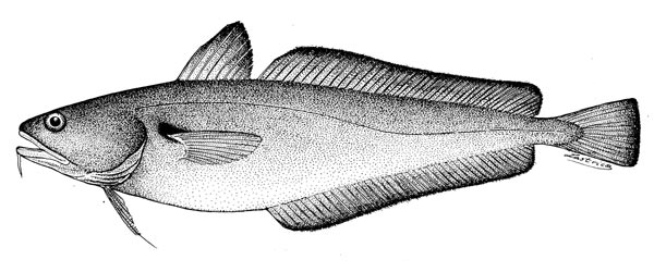 Pseudophycis bachus