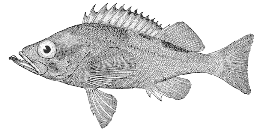 Sebastes alutus