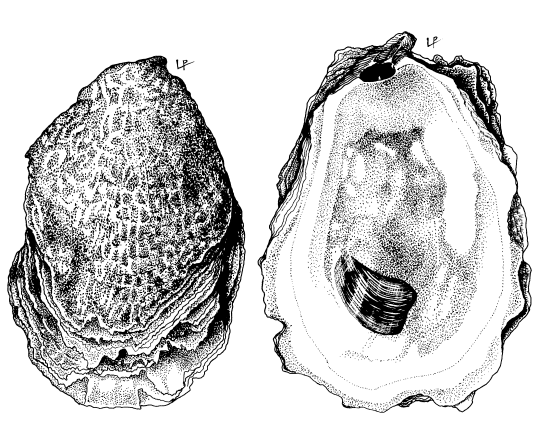 Crassostrea virginica