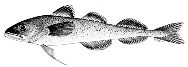 Boreogadus saida