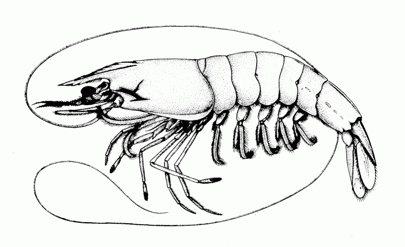 Penaeus setiferus