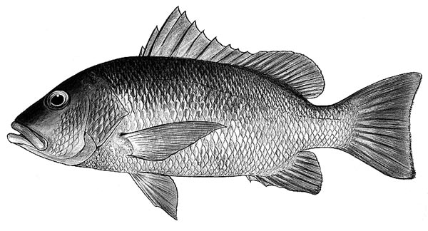 Lutjanus argentimaculatus