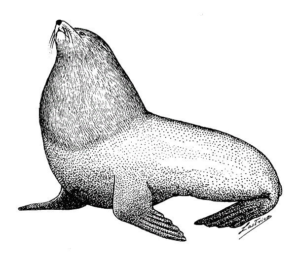 Arctocephalus pusillus