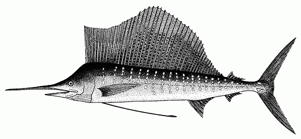 Istiophorus platypterus
