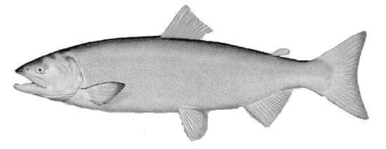 Oncorhynchus nerka