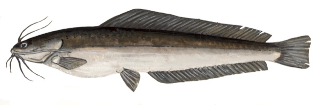 Clarias gariepinus