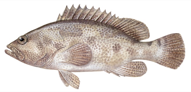 Epinephelus fuscoguttatus