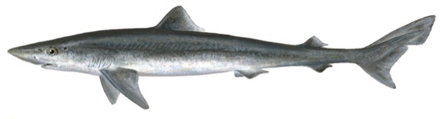 Galeorhinus galeus