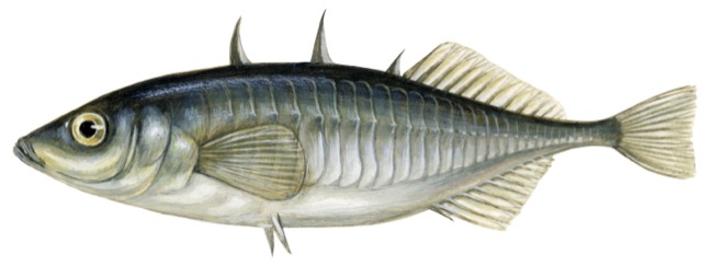 Gasterosteus aculeatus