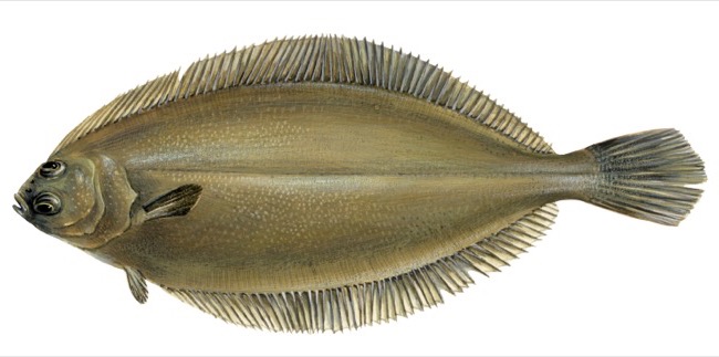 Glyptocephalus cynoglossus