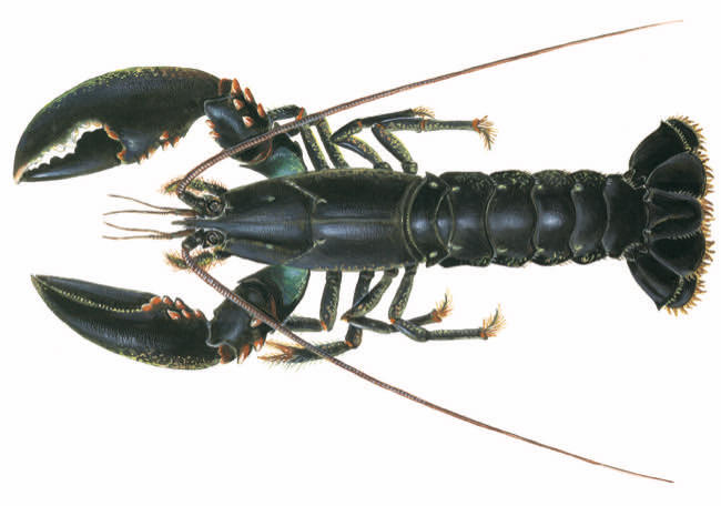 Homarus gammarus