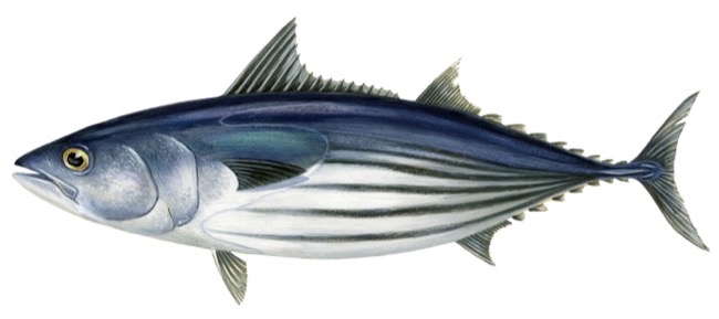 Katsuwonus pelamis