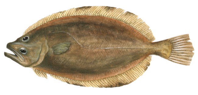 Lepidorhombus whiffiagonis