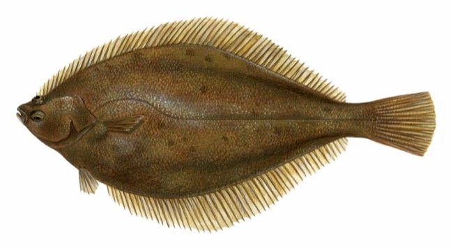 Limanda ferruginea Limanda ferruginea