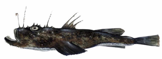 Lophius piscatorius