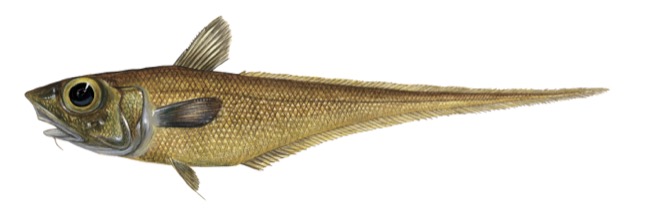 Macrourus carinatus