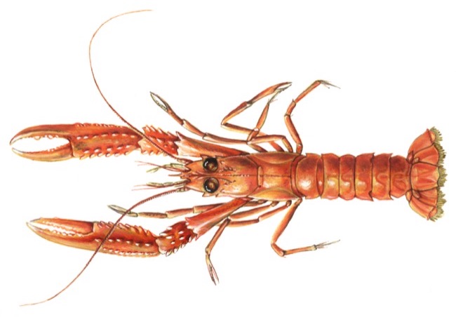 Nephrops norvegicus