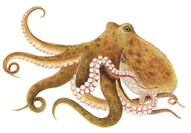 Octopus vulgaris