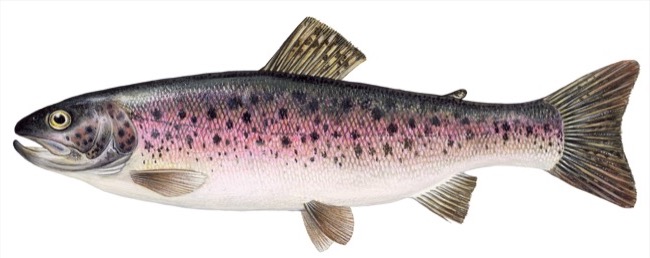 Oncorhynchus mykiss