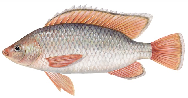 Oreochromis niloticus