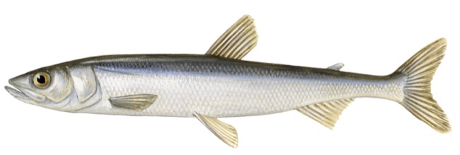 Introduced European smelt (Osmerus eperlanus) affects food web and fish  community in a large Norwegian lake