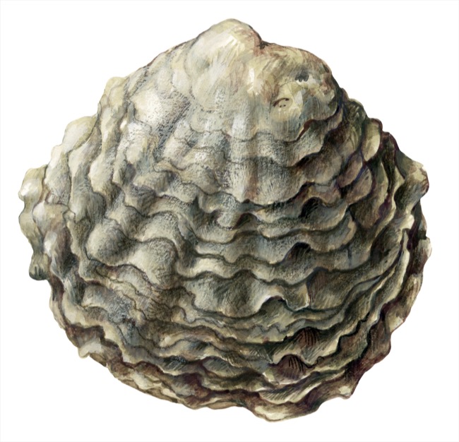 Ostrea edulis