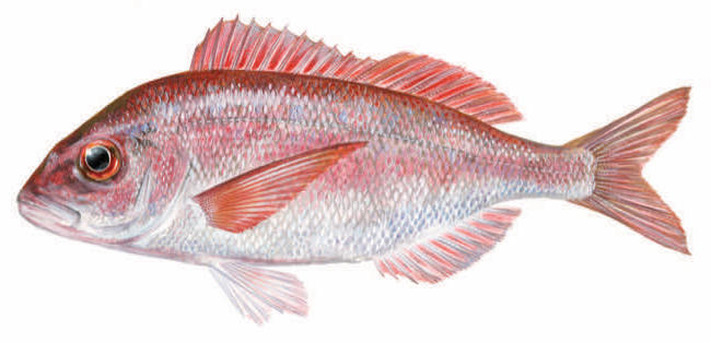 Pagellus erythrinus