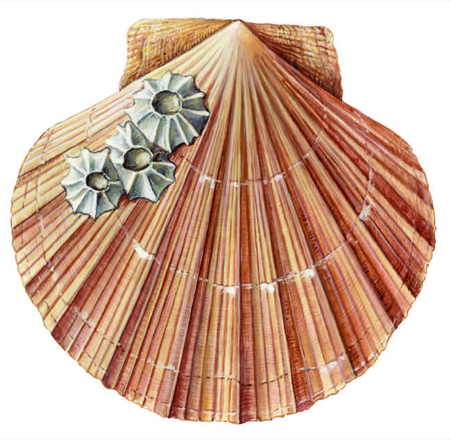 Pecten jacobaeus