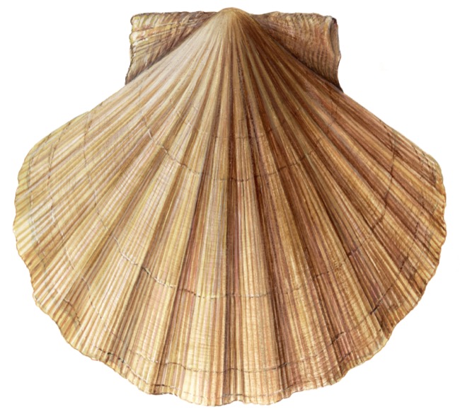 Pecten maximus