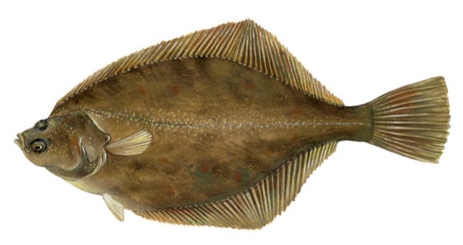 Platichthys flesus