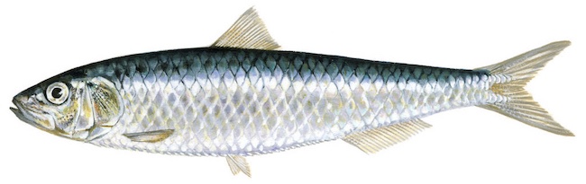 Sardina pilchardus