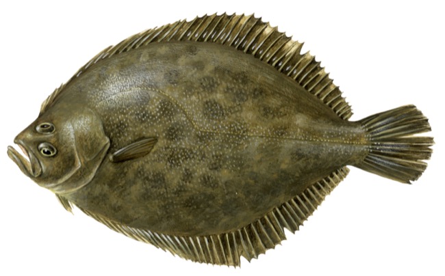 Scophthalmus rhombus