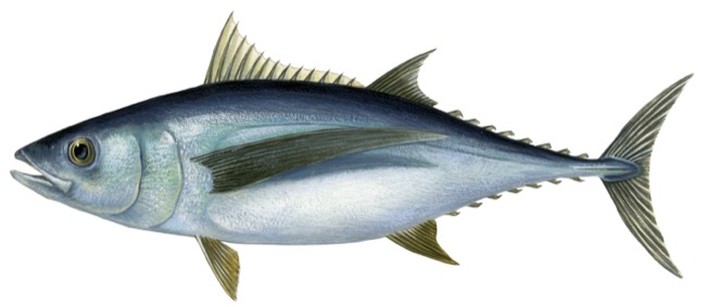 Thunnus alalunga